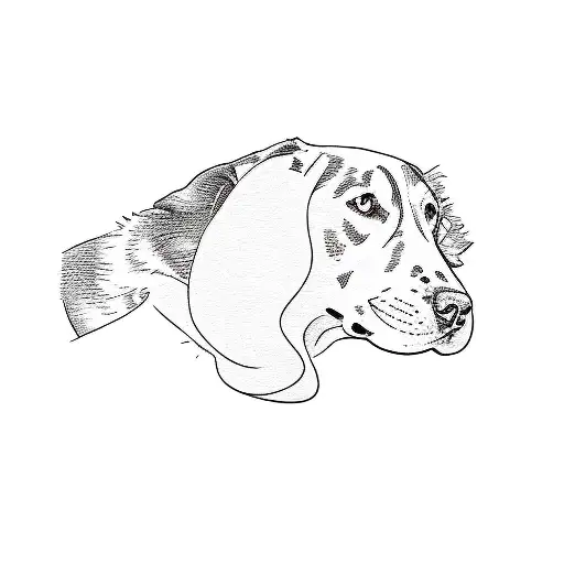 A Black And White Dog