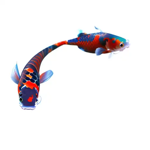 A Koi Fish