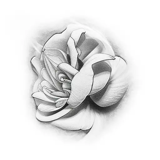 Water Air Clouds Flower