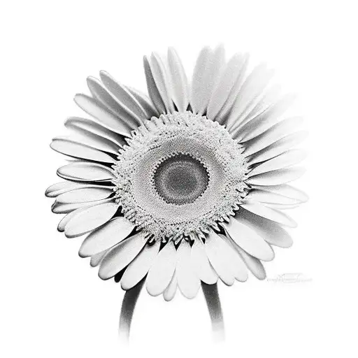 Realism Daisy Flower Black And Gray