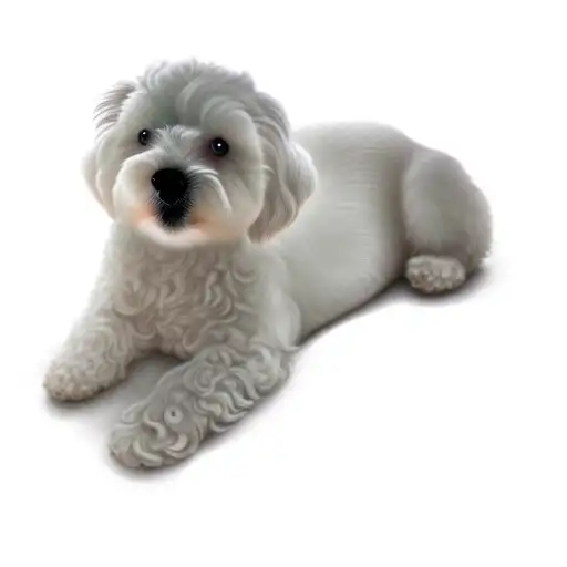 A White Dog Laying On A Black Background