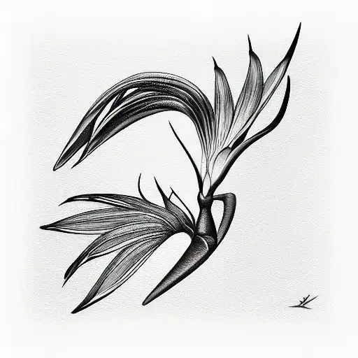 Bird Of Paradise