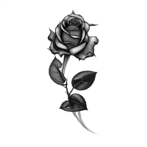 A Rose With Spider Webs