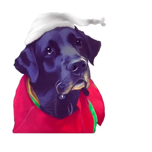 A Dog Wearing A Santa Hat