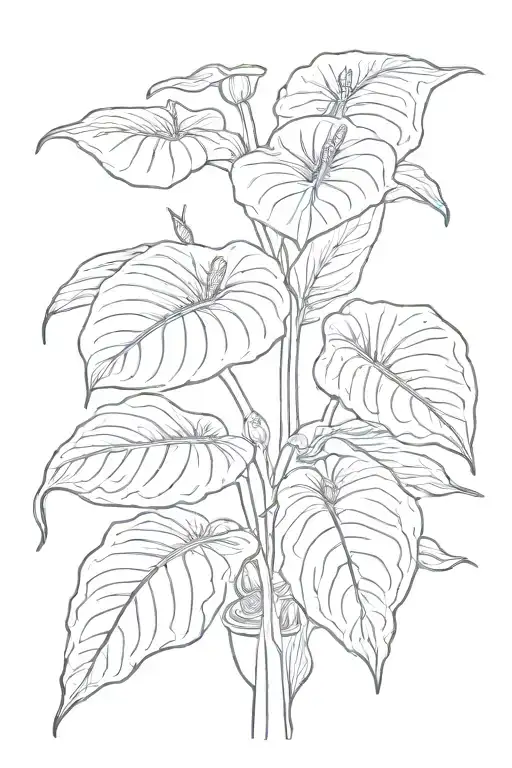 Anthurium Plant Growing