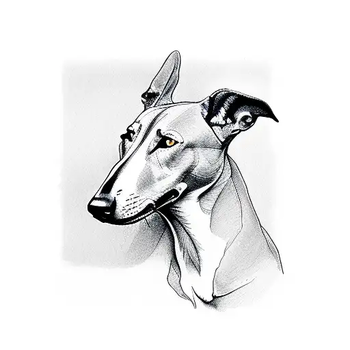 Black And White Greyhound Sleeping