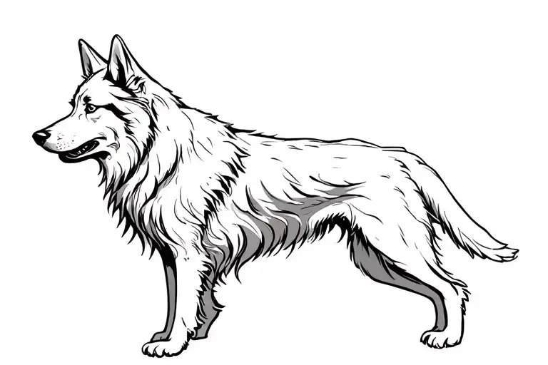 Belgian Groenendael All Black