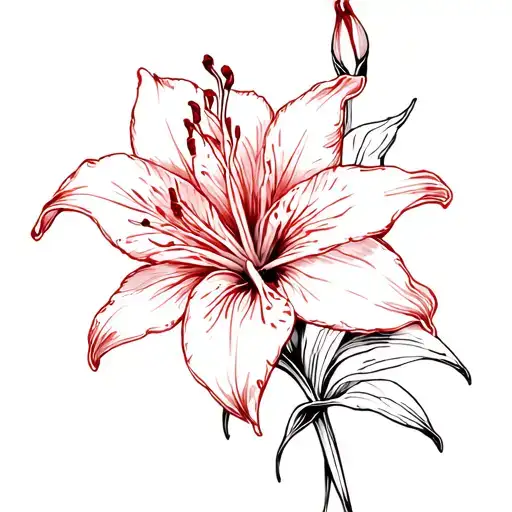 Red And Black Fineline Spider Lily Flower