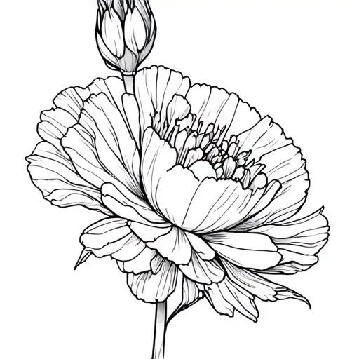 Carnation Flower