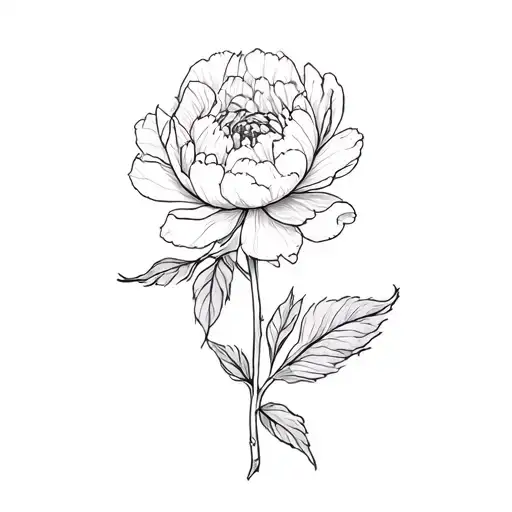 A Peony Flower