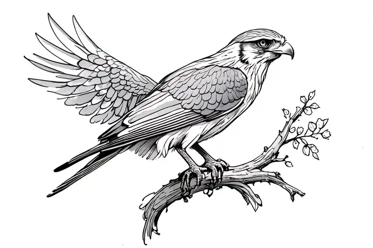 Hawk And Fantail Bird Perched