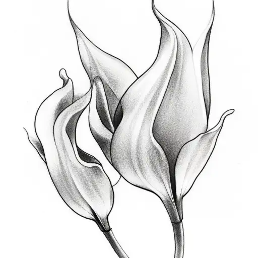 Sketch A Delicate And Minimalist Cala Lily