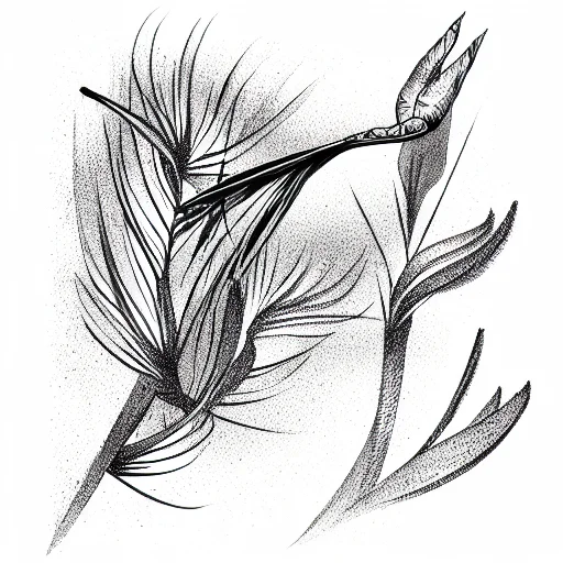 Bird Of Paradise Plant