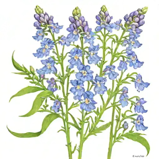 Feminine Rising Phoenix Larkspur Flowers Growing