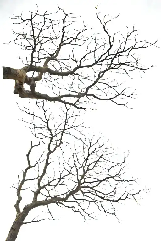 Leafless Tree Branches Stretching Towards The Sky