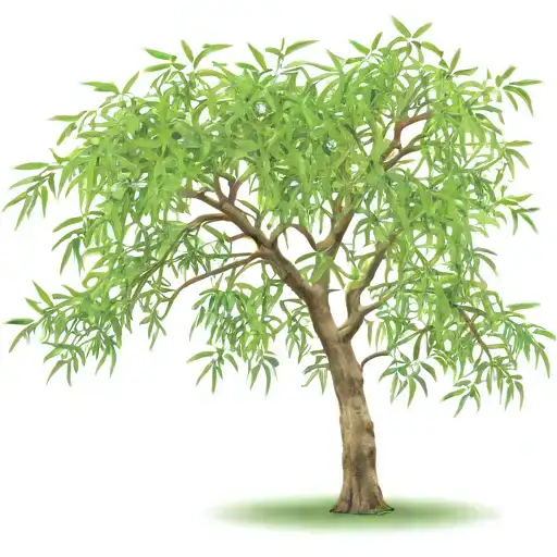 Grand Willow Tree With Long Foliage