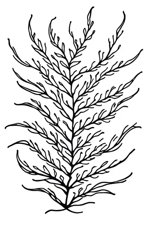 Kelp Underwater