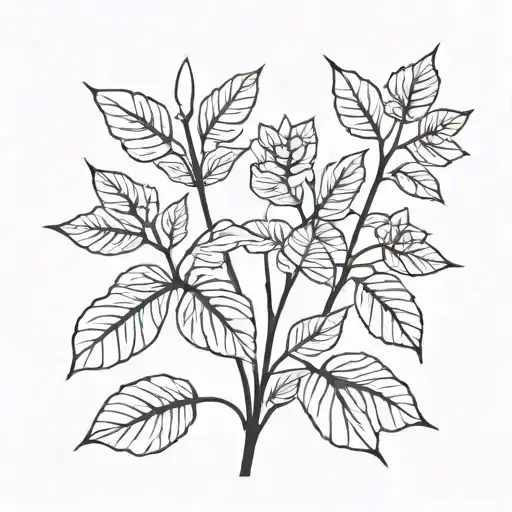 Millepertuis Plant Growing