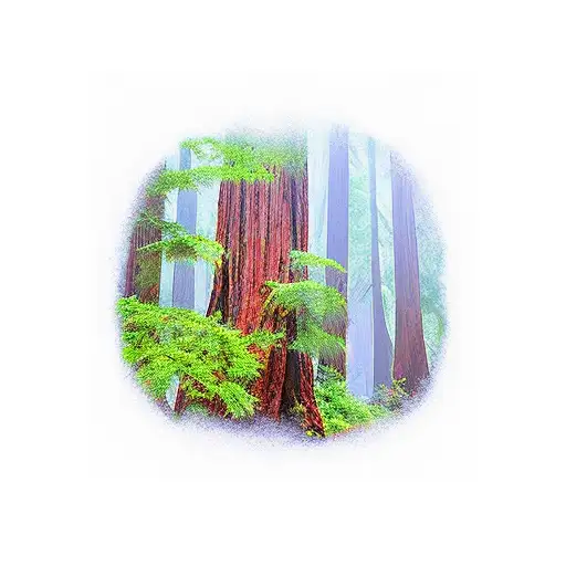Redwood Forest