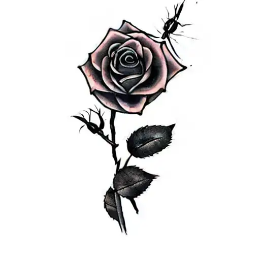 A Rose With Spider Webs