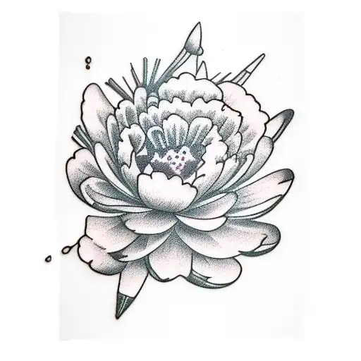 Carnation Peony Water Lilly Larkspur Poppy Gladius Cosmos Merigold