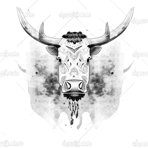 Black Angus Cow's Head Without Horns