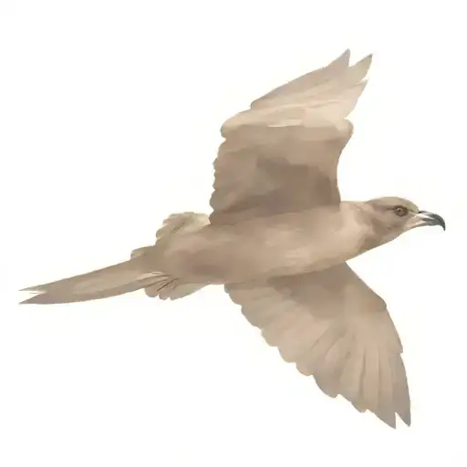 Grey Faced Petrel Flying Out Of The Ocean