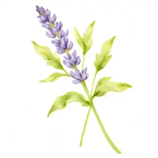 Lavender Plant And Stem Solo Purple