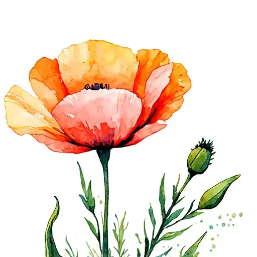 California Poppy Flower