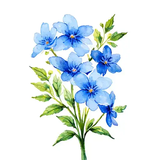 Forget Me Not Flowers Blooming Top View