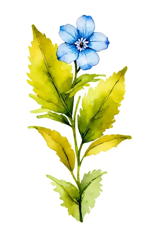 Forget Me Not Flower