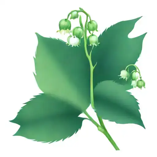 Lily Of The Valley
