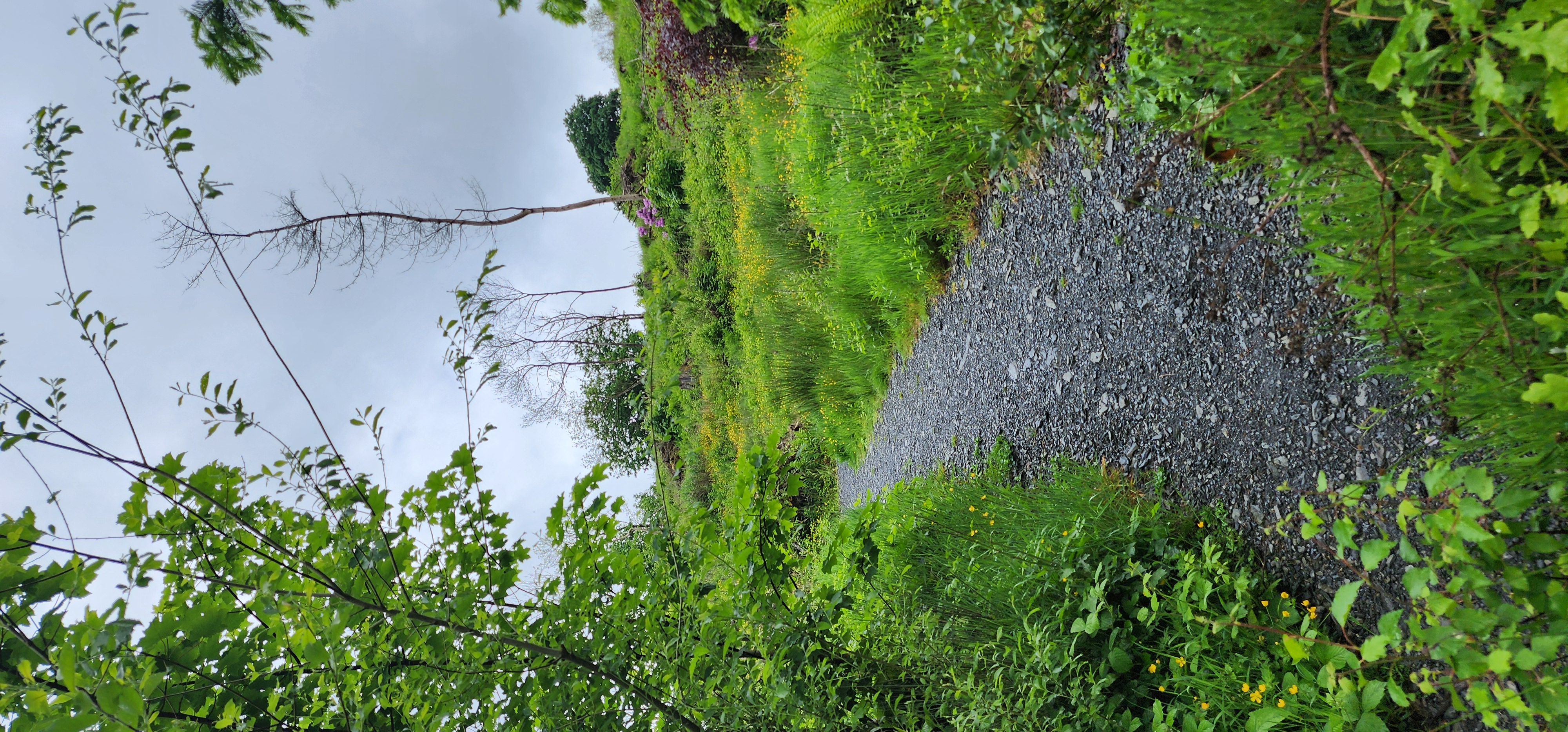 Lake Vyrnwy 98