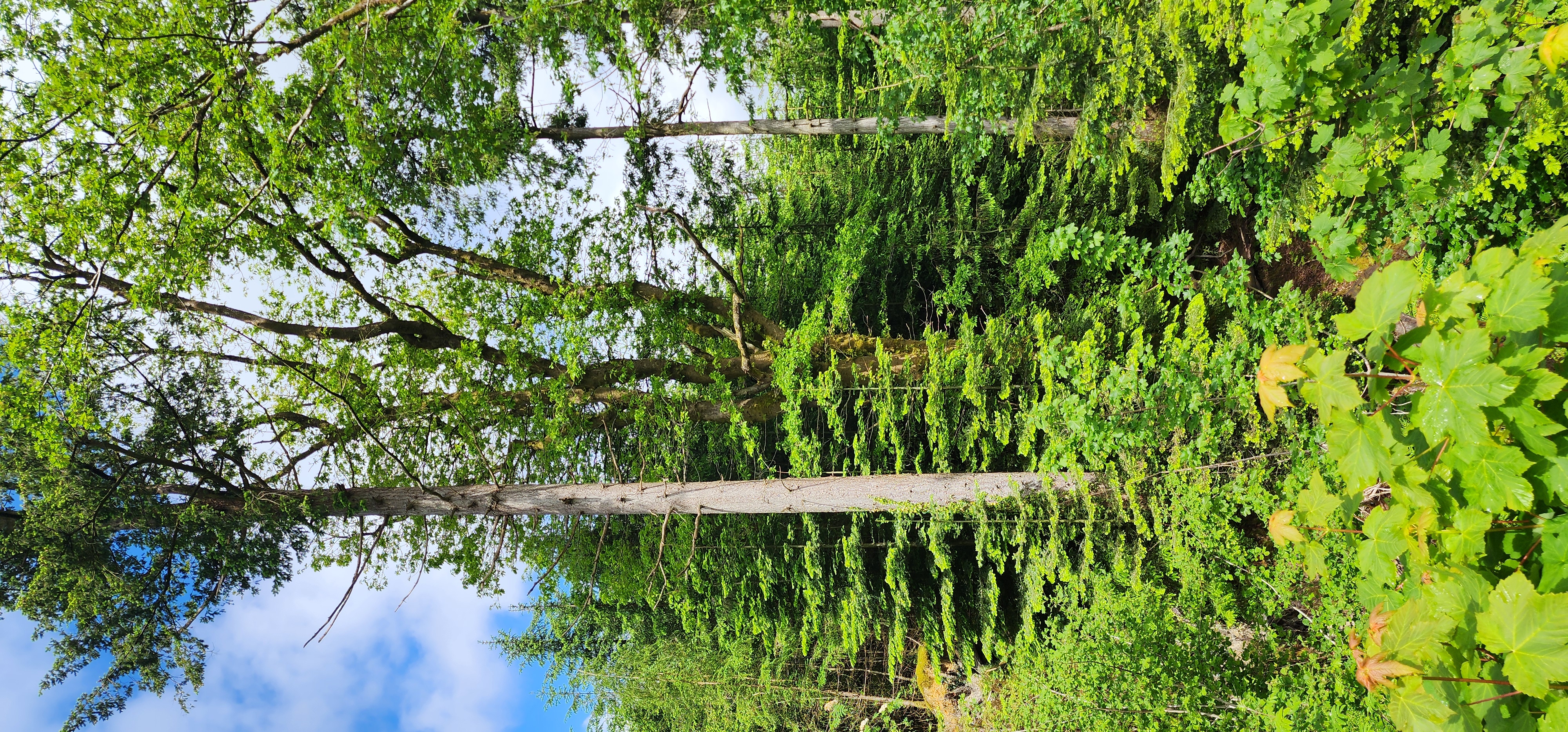 Lake Vyrnwy 144