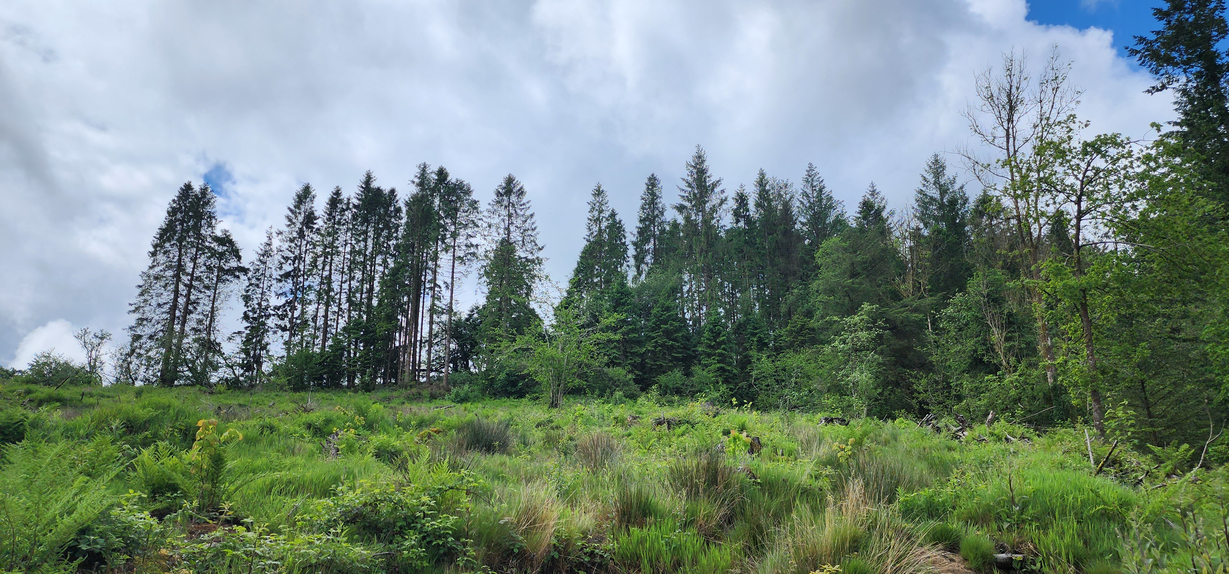 Lake Vyrnwy 147