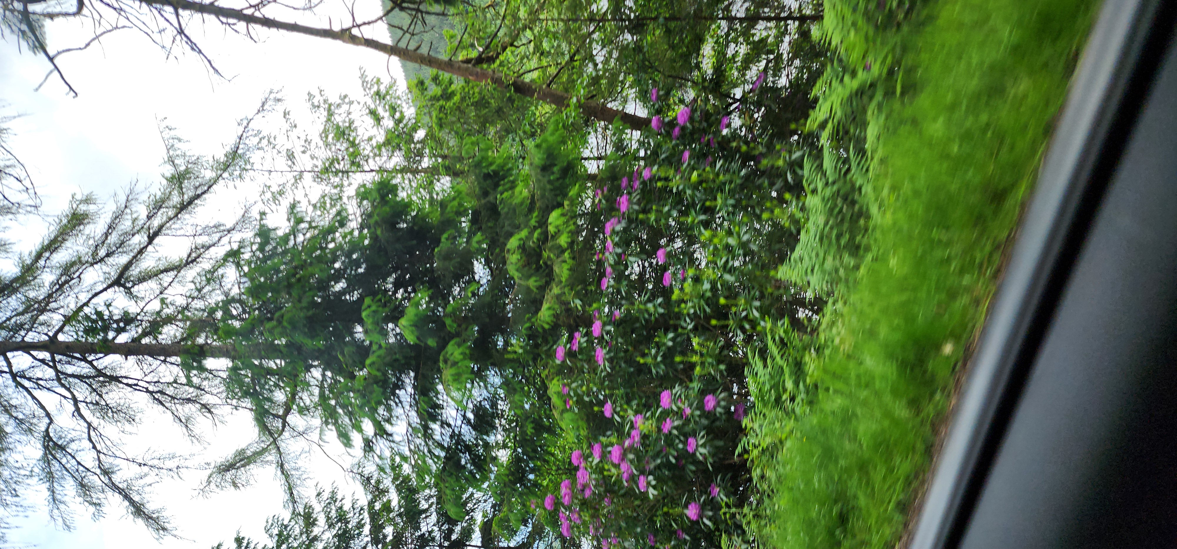 Lake Vyrnwy 271