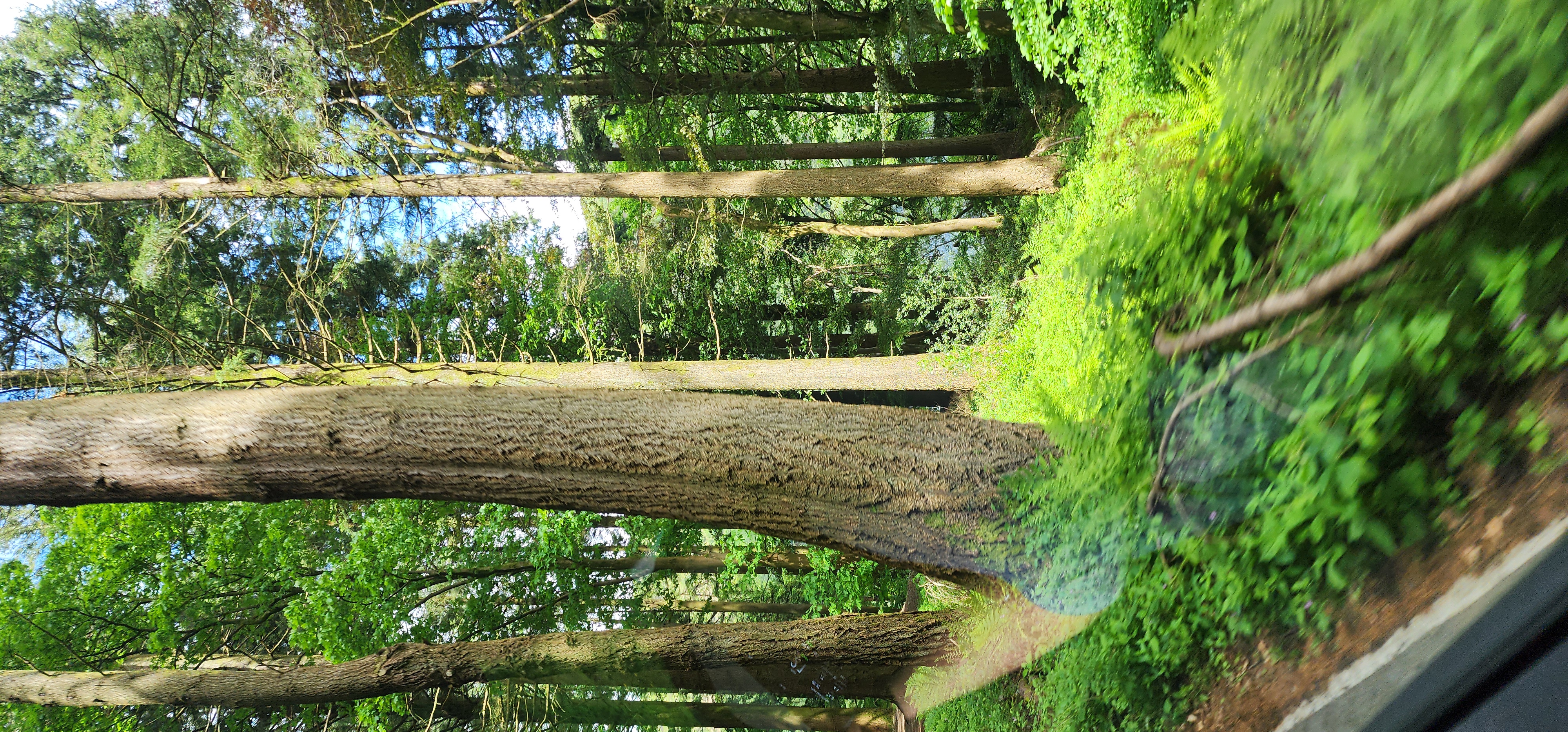 Lake Vyrnwy 279