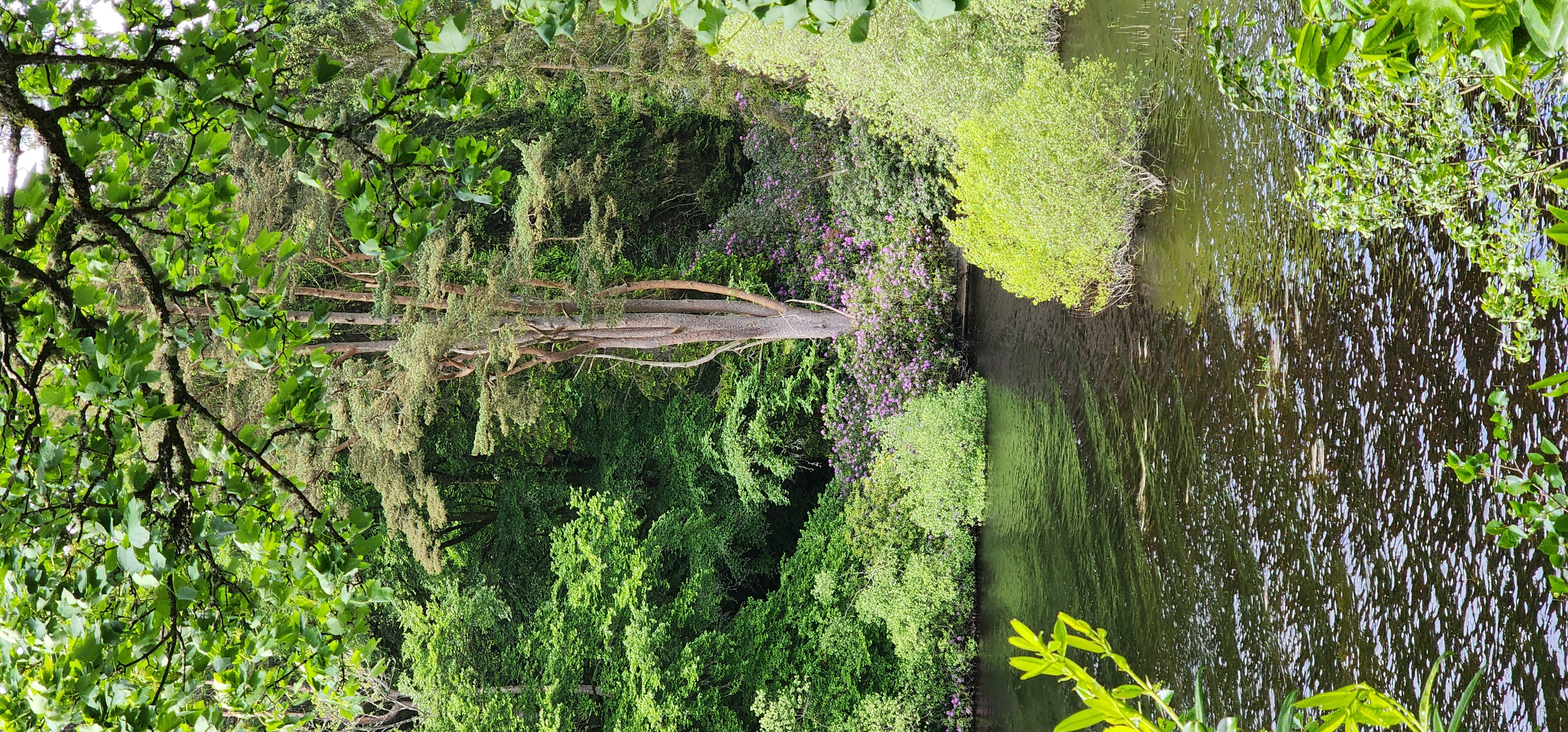 Lake Vyrnwy 295