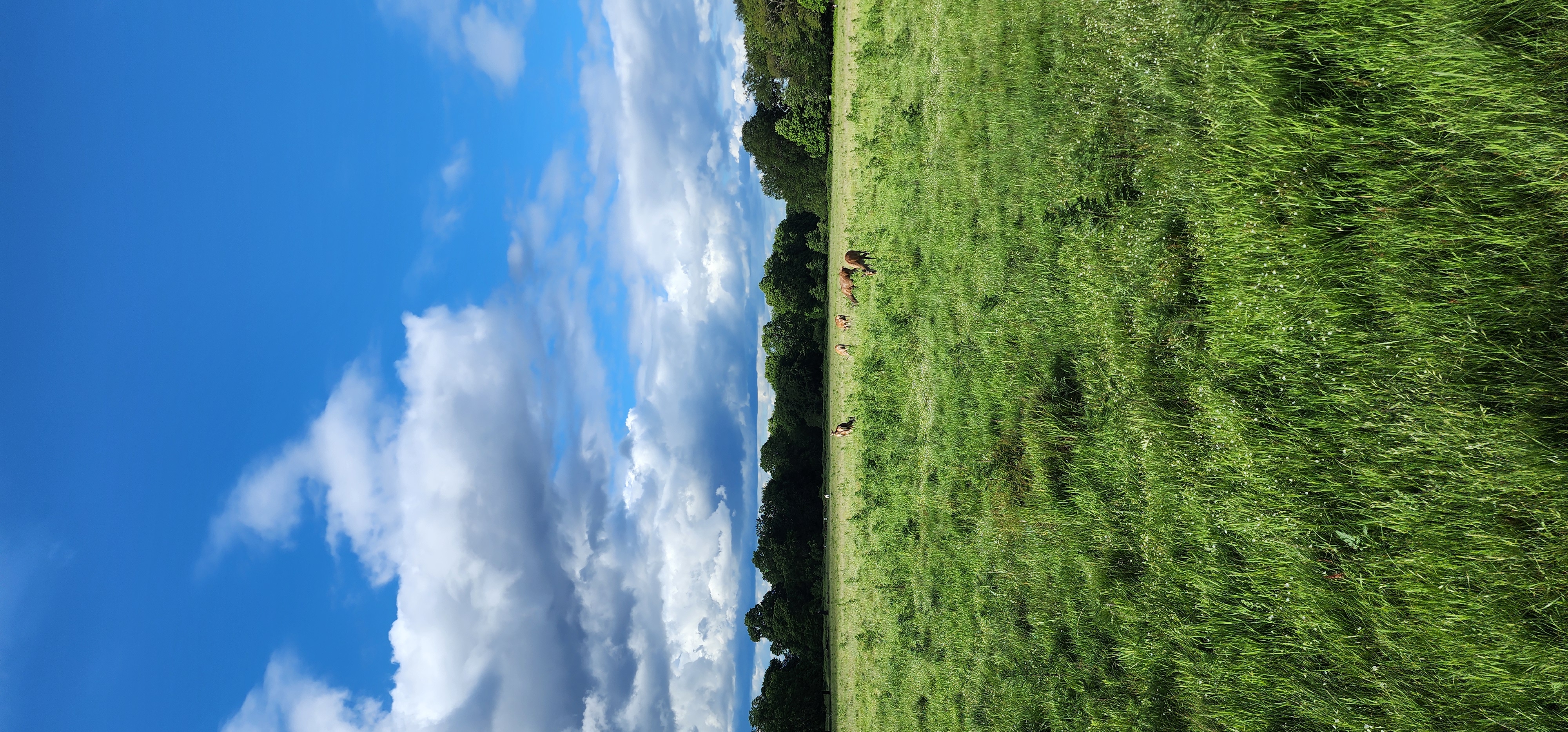 Richmond Park 4