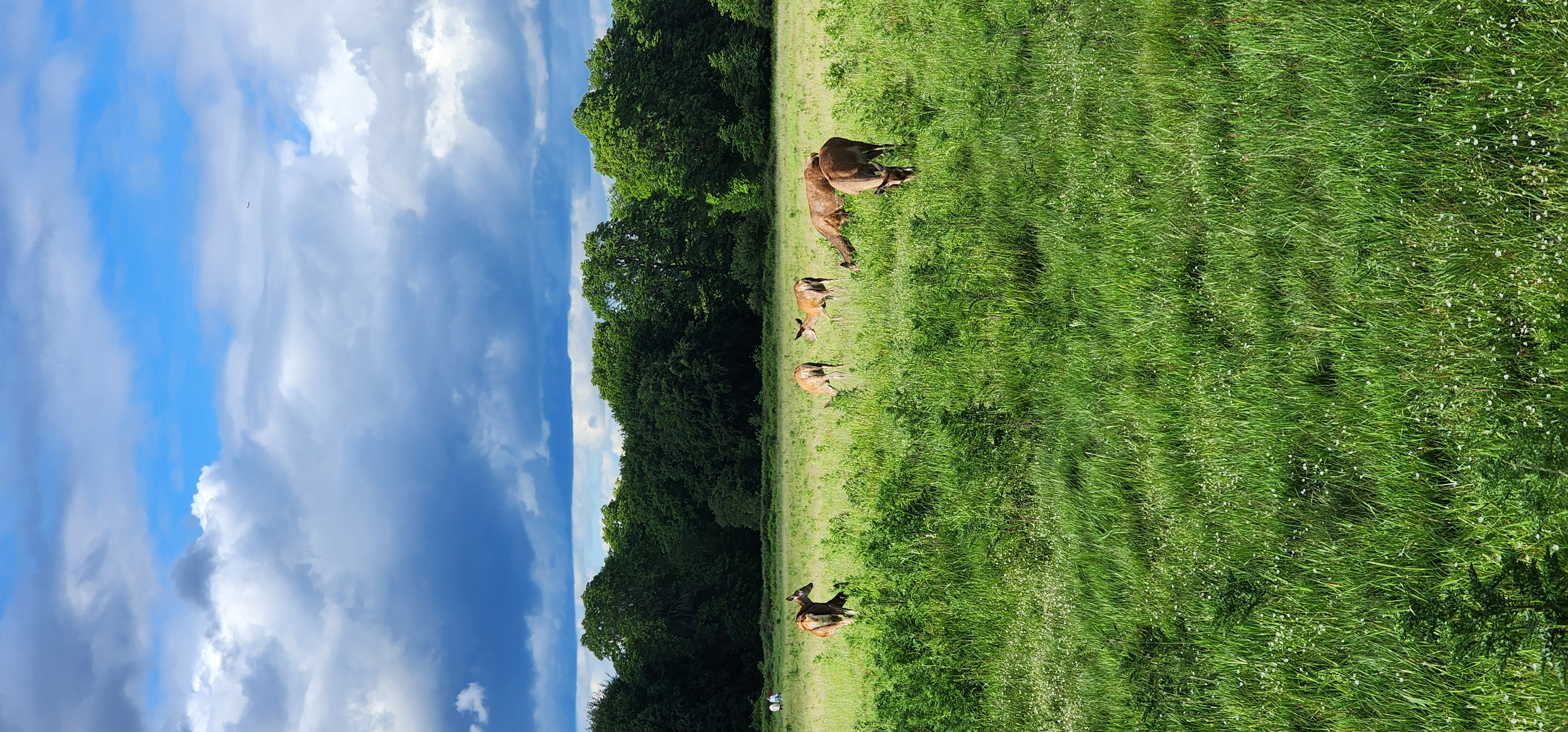 Richmond Park 5