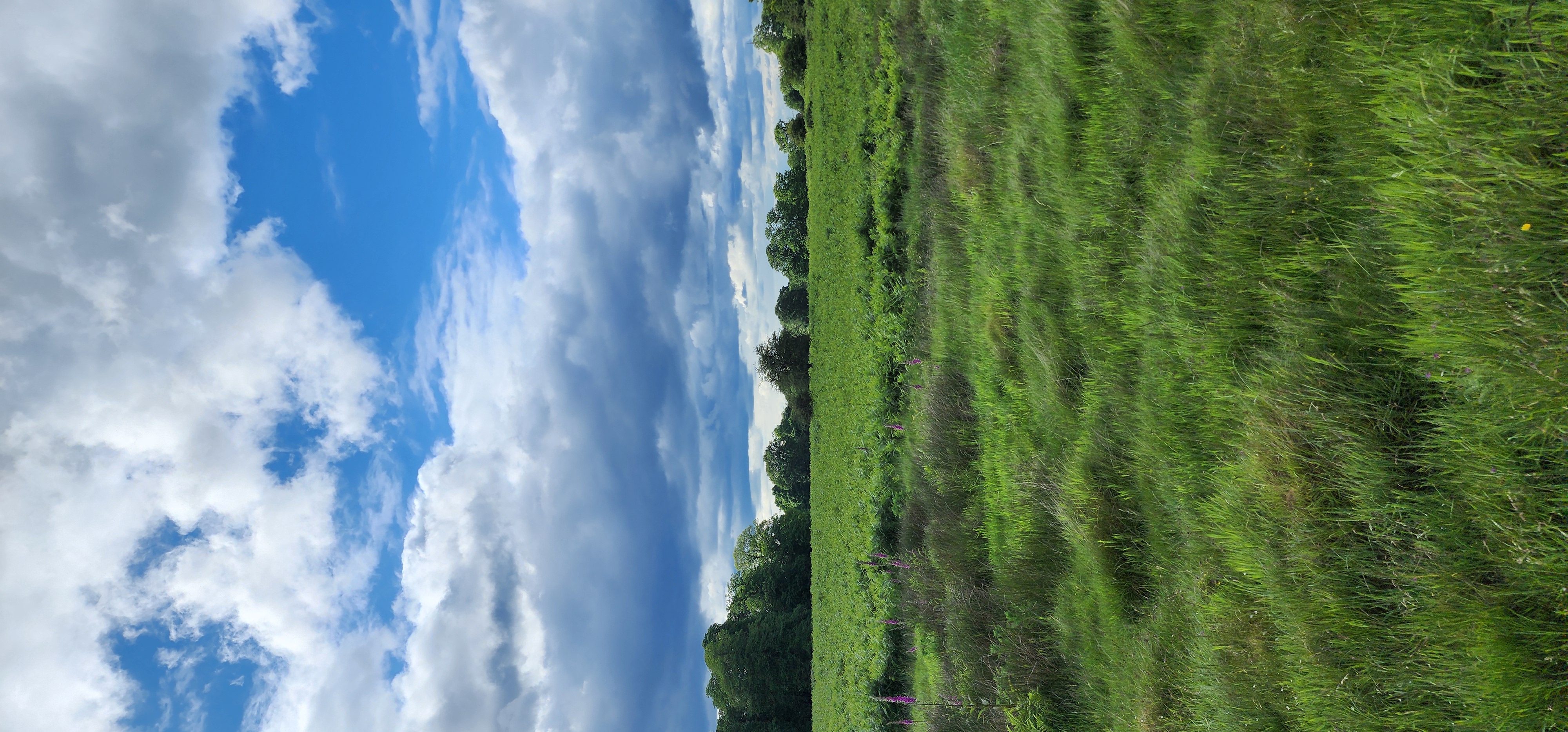 Richmond Park 6