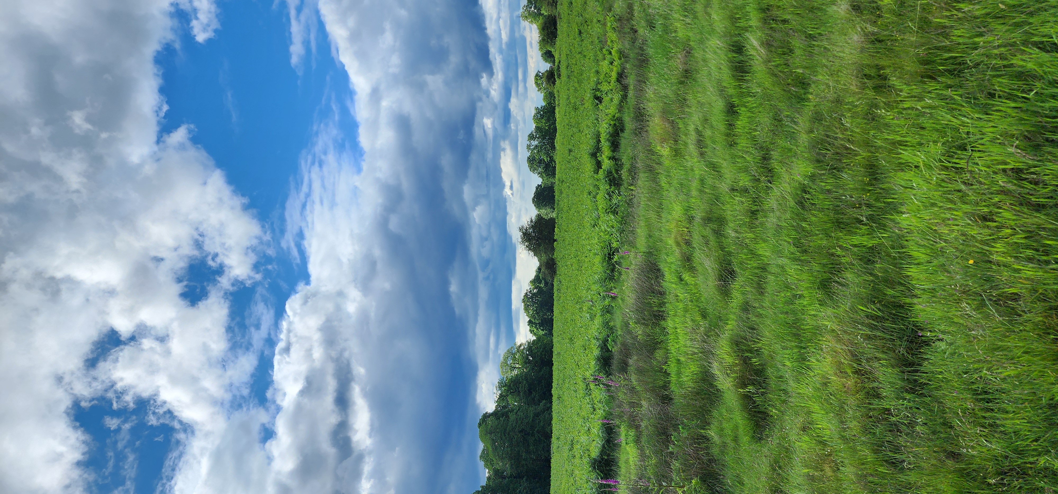 Richmond Park 7