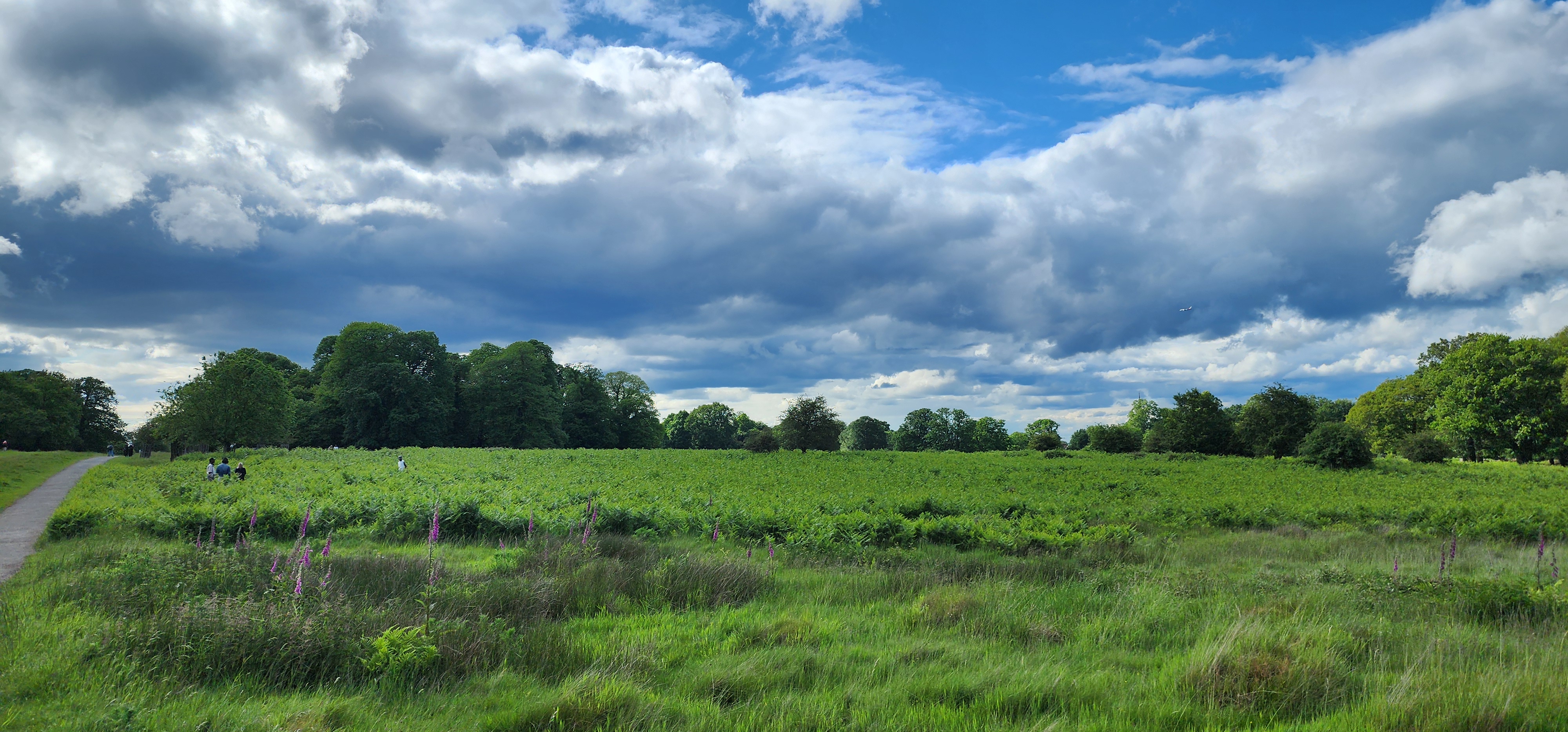 Richmond Park 8