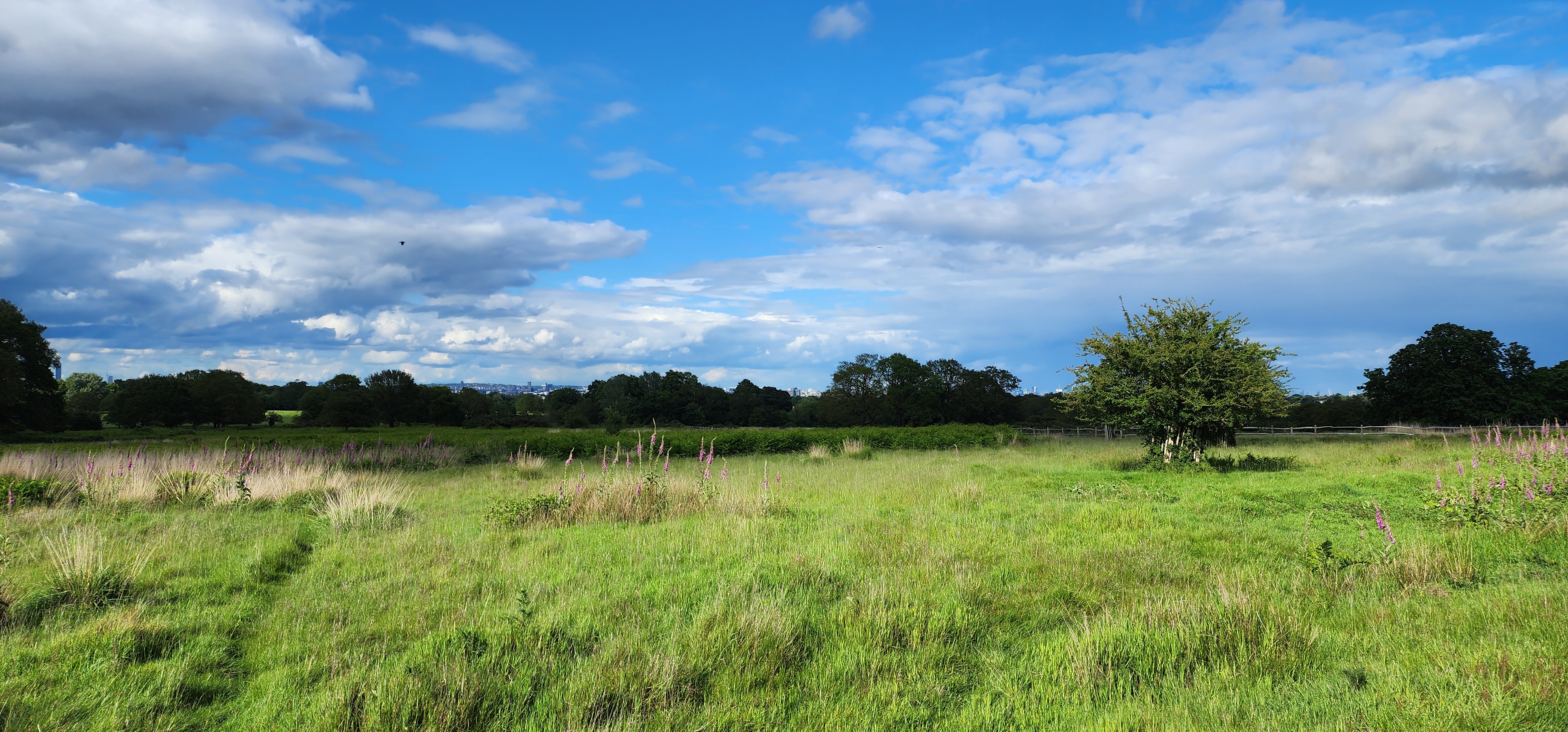 Richmond Park 9