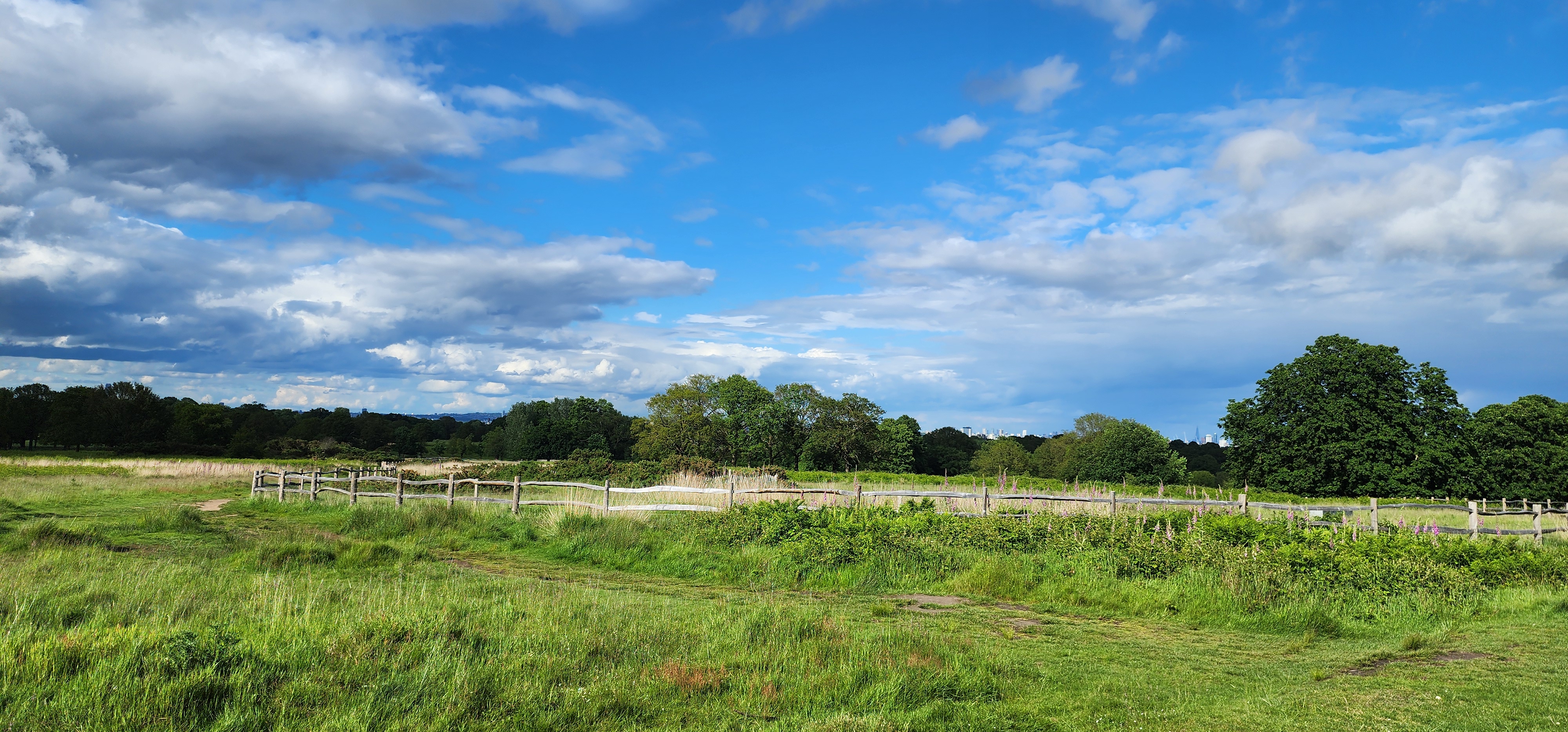Richmond Park 11