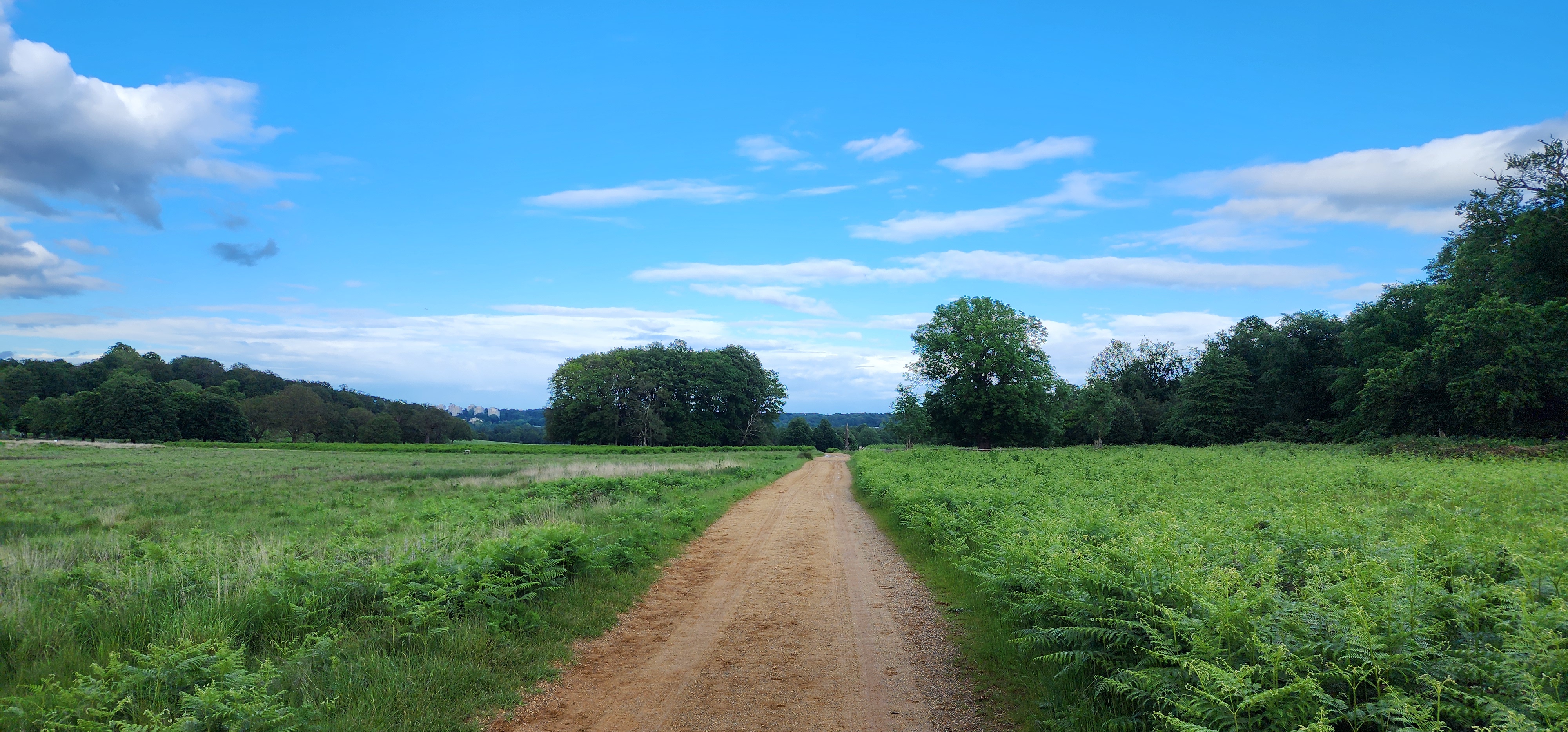 Richmond Park 16
