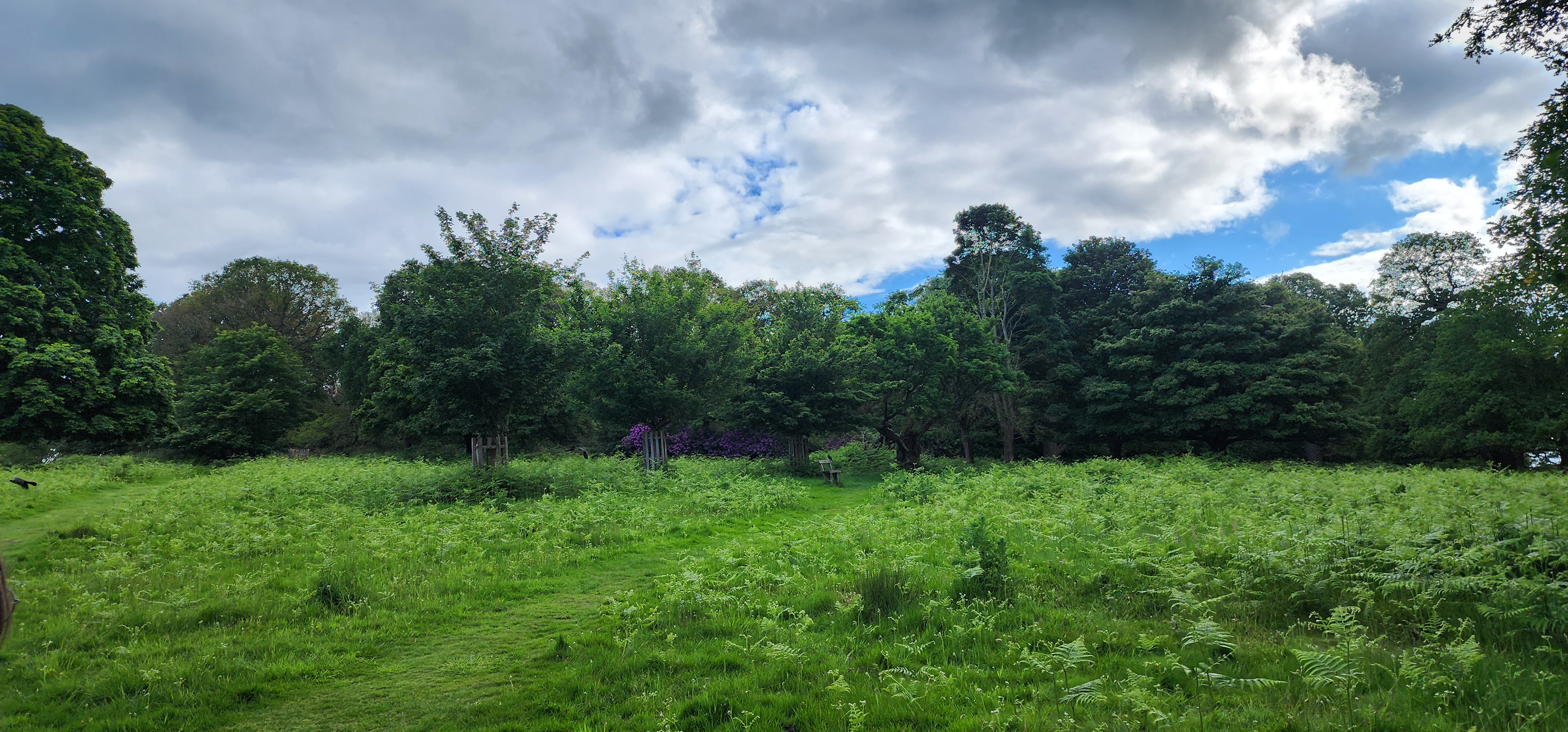 Richmond Park 18