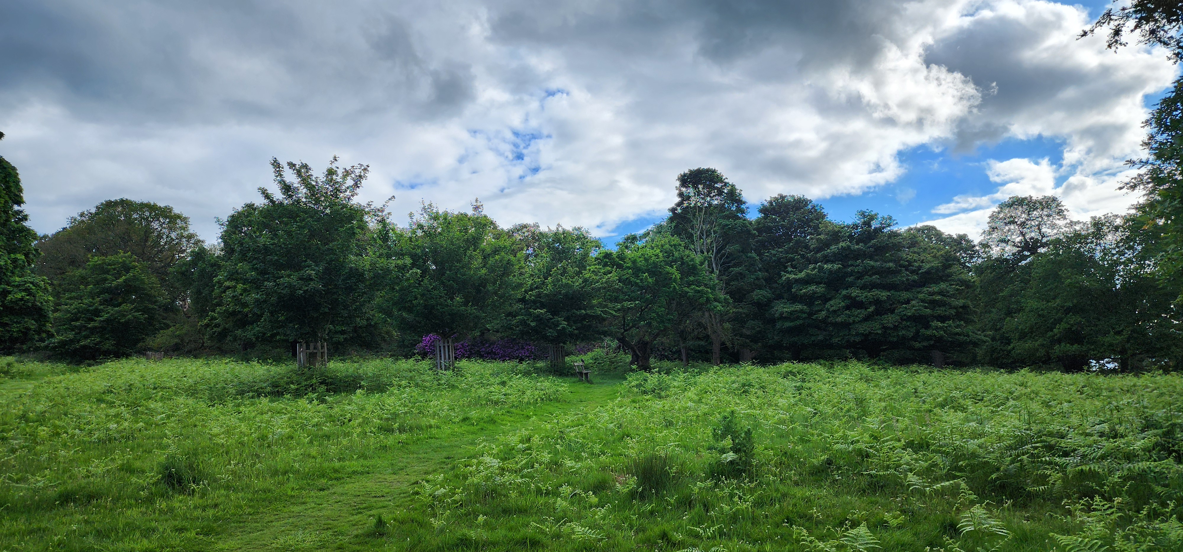Richmond Park 19
