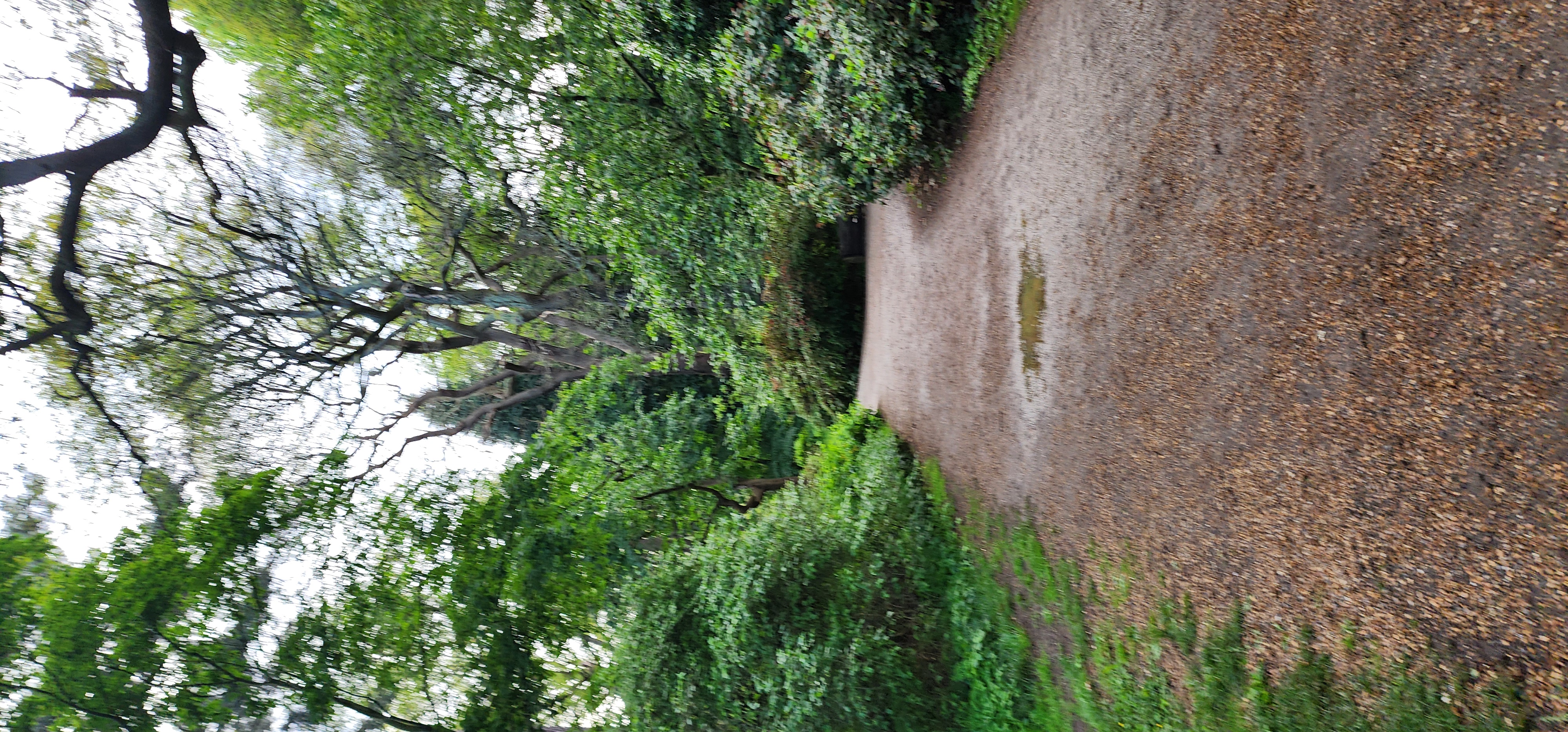 Richmond Park 21