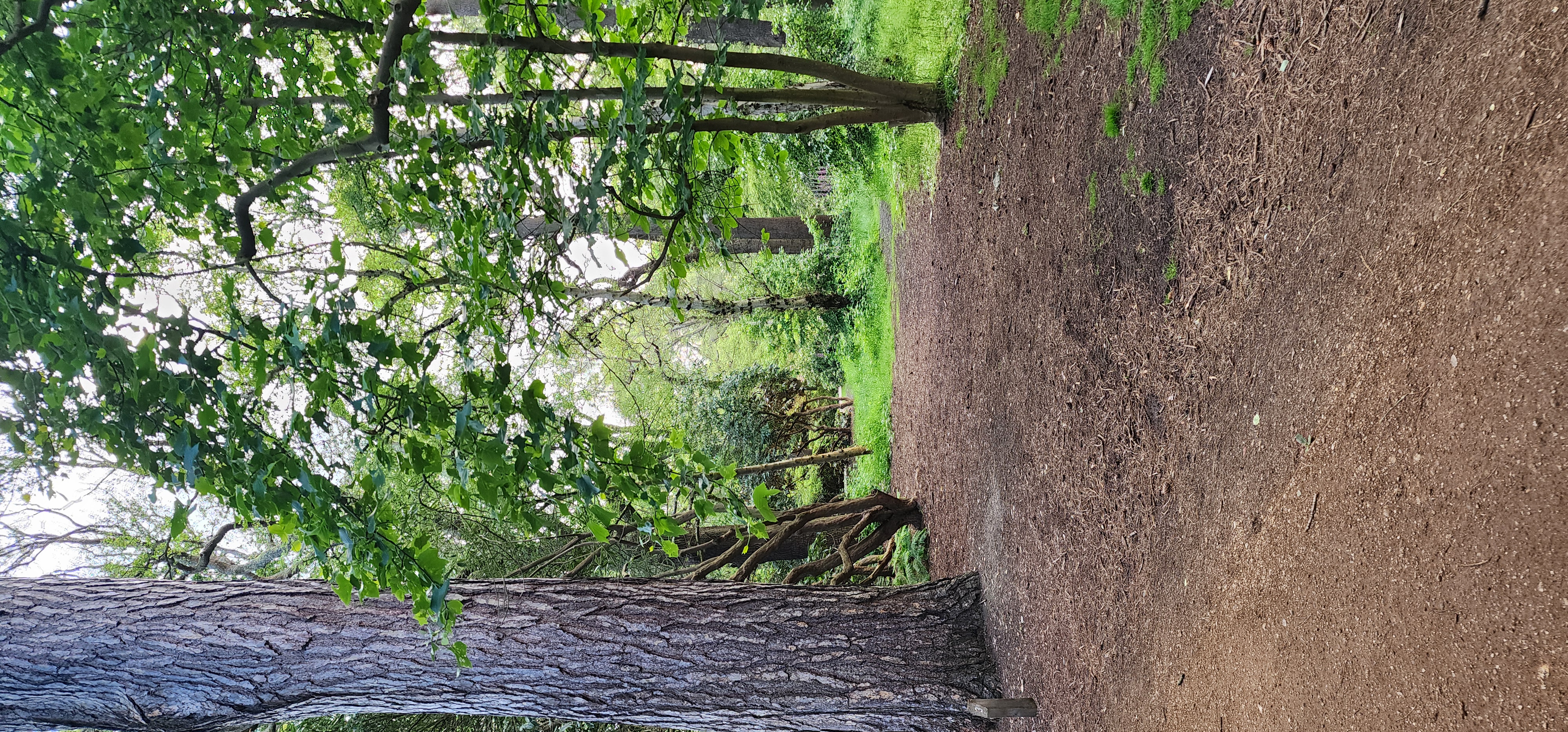 Richmond Park 23